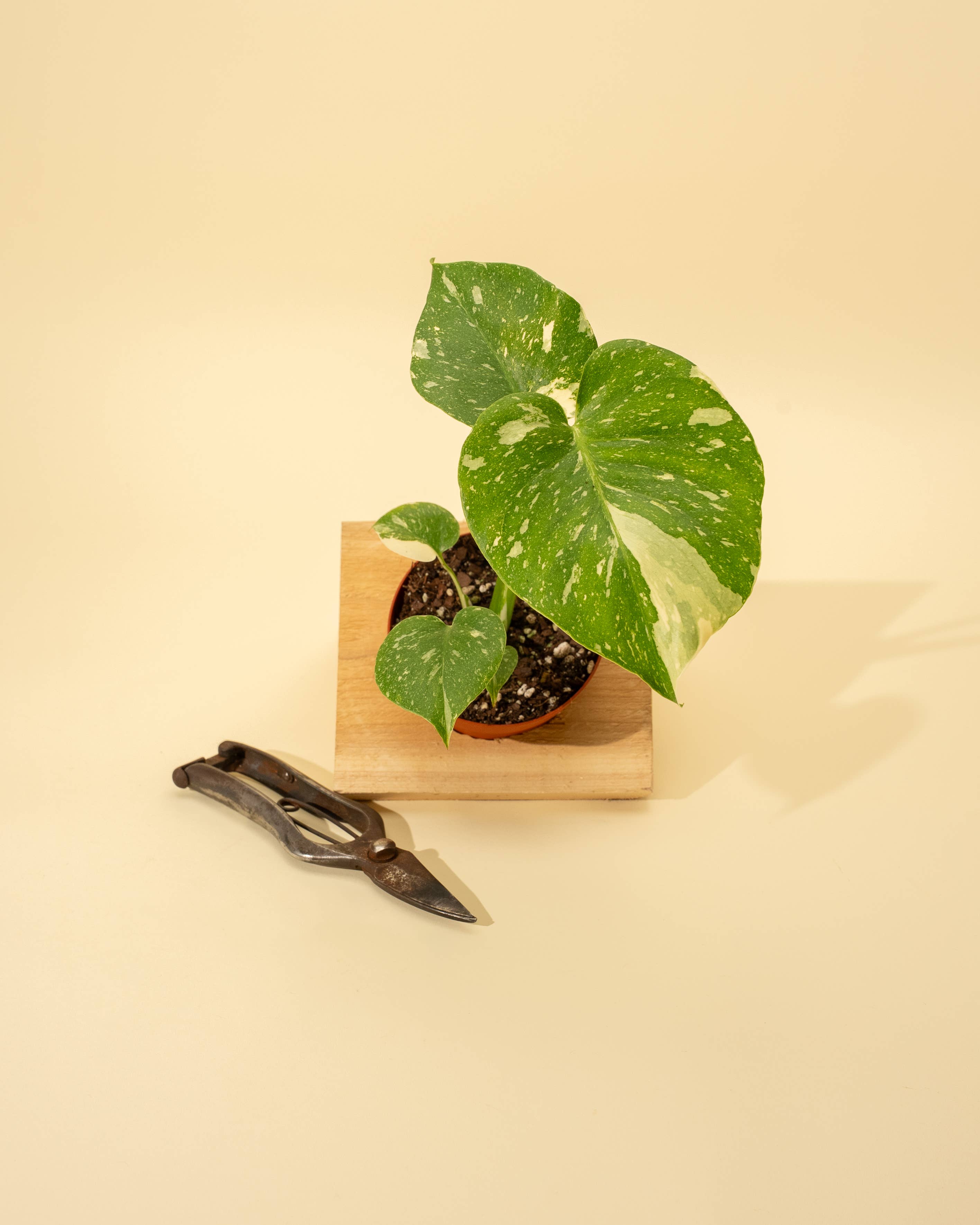 BWH Plant Co - Wholesale Live Plant - 4" Monstera 'Thai Constellation'