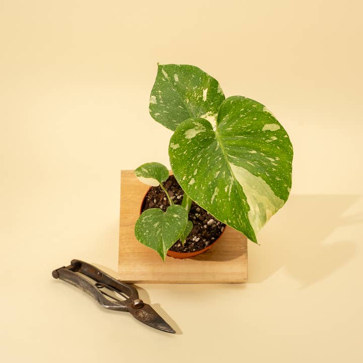 4" Monstera 'Thai Constellation' and other Purchase Wholesale maranta. Free Returns & Net 60 Terms on Faire trending on Faire.