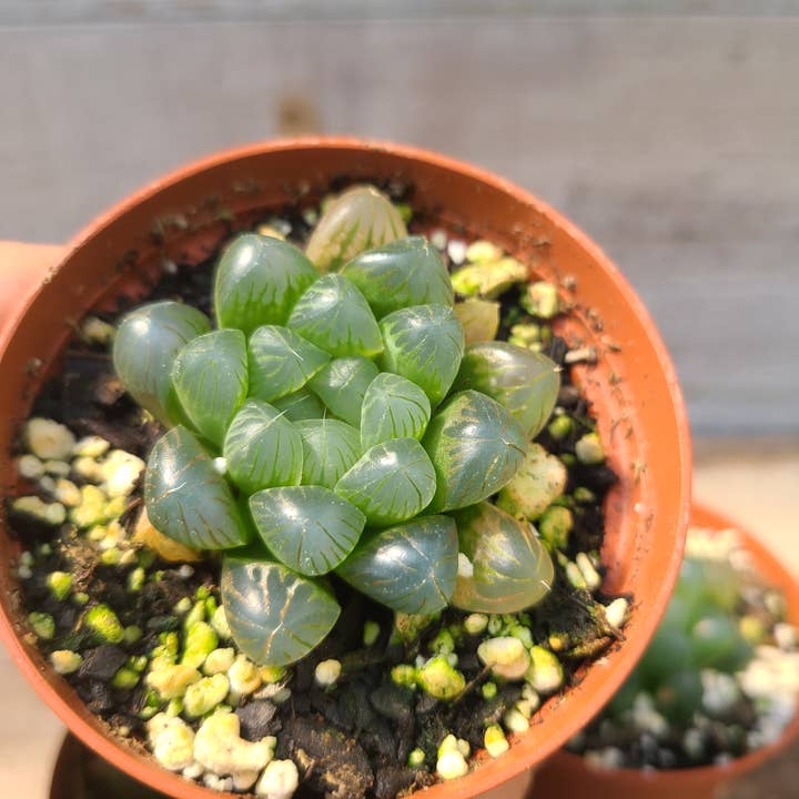 Haworthia cooperi var. truncata for wholesale by Buzz + Thrive Gardens