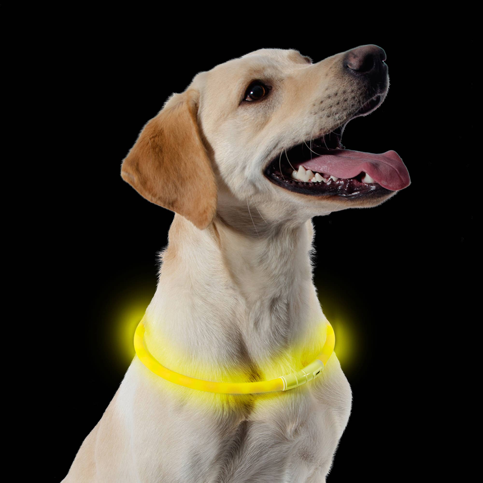 Ancol Pet Products Ltd – wholesale Pet collar – Dog – Rechargeable Flashing Band - 3 colours available5