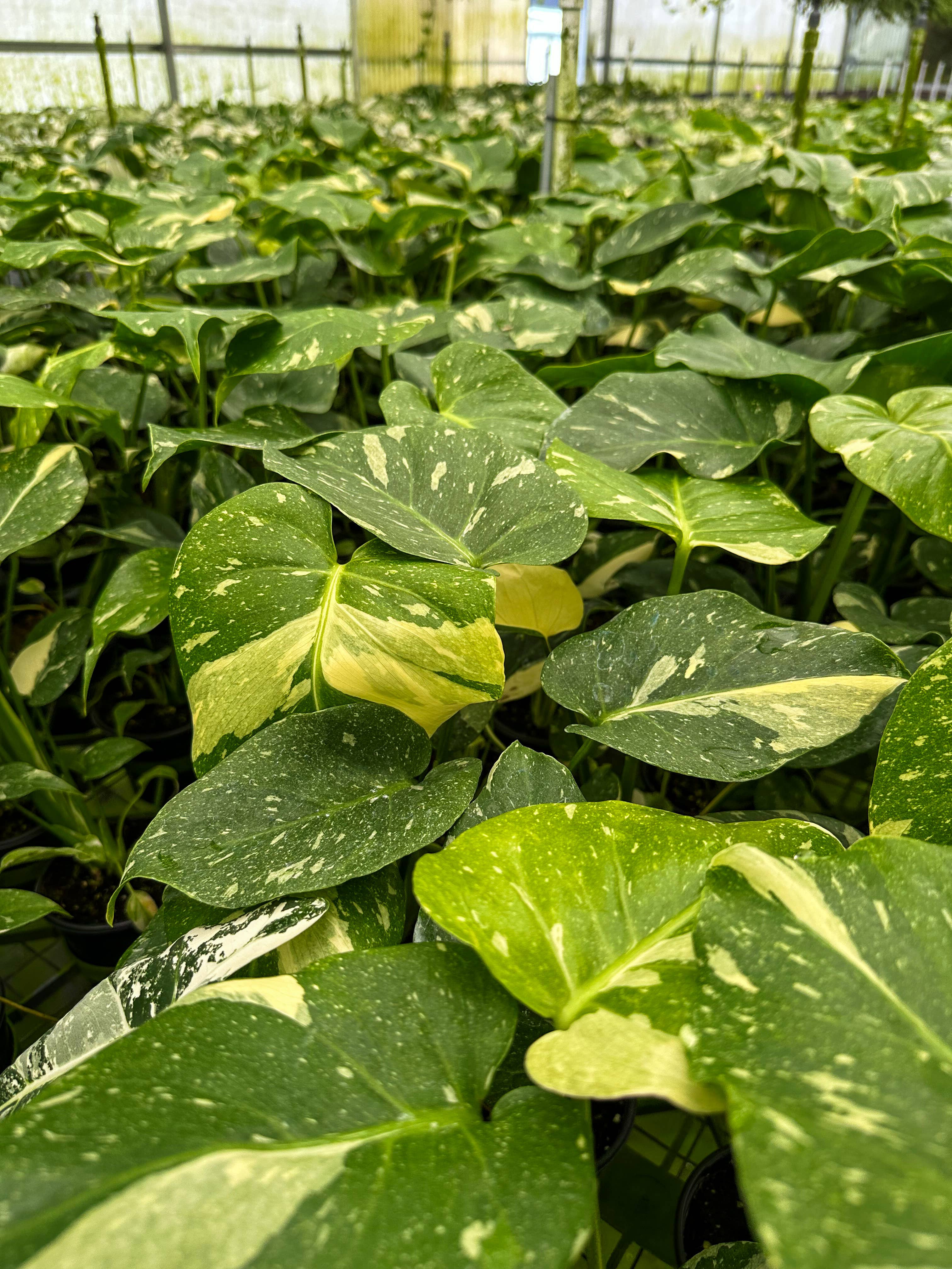 Central Florida Ferns & Foliage - Wholesale Live Plant - MONSTERA Thai Constellation Live Plant 4in3