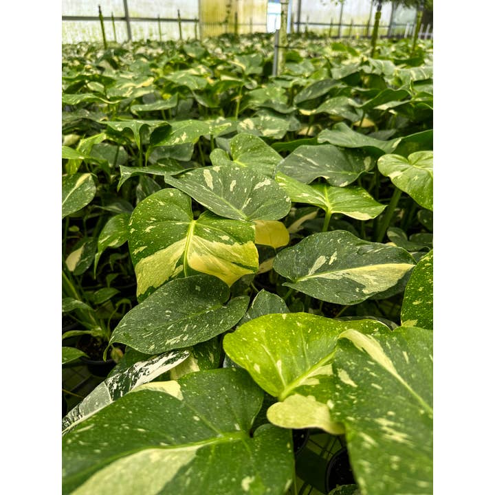 Central Florida Ferns & Foliage - Wholesale Live Plant - MONSTERA Thai Constellation Live Plant 4in3