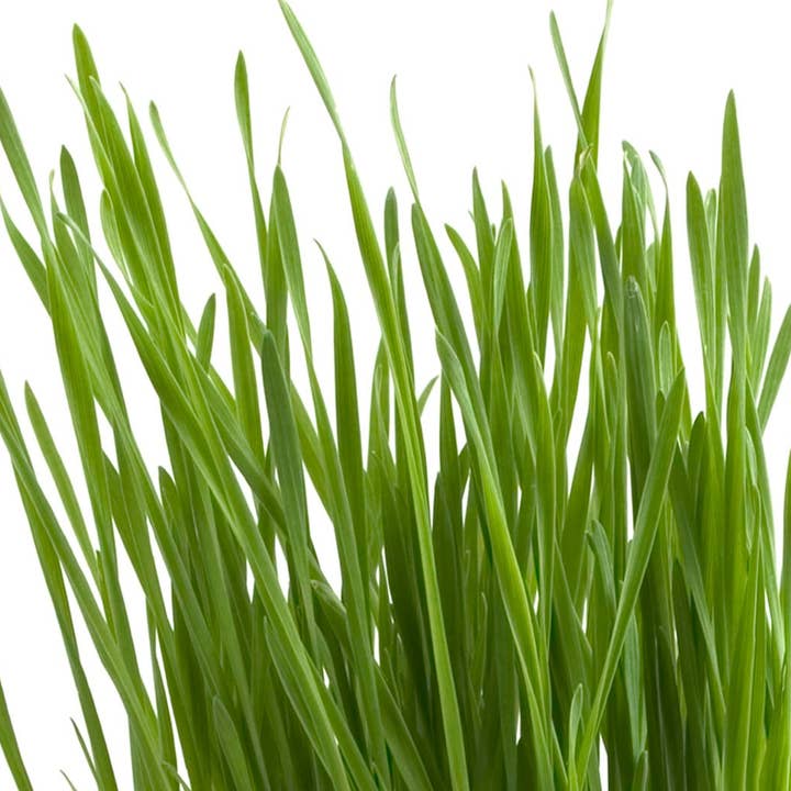 Potting Shed Creations, Ltd. - Wholesale Pet Treats - Cat - Garden in a Bag | Cat Grass | Pet Treat | Cat Gift3