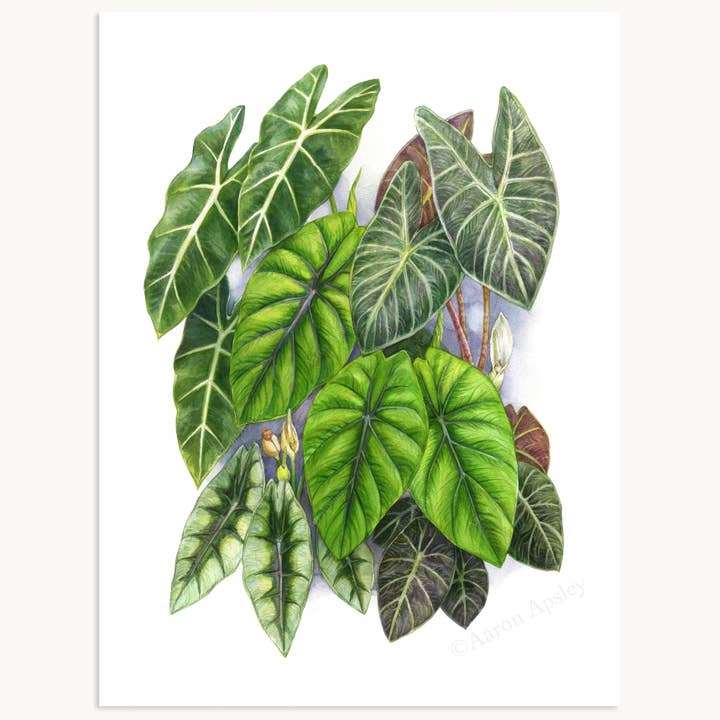 Imprimé Alocasia Bijou pour la vente par Aaron Apsley Artwork