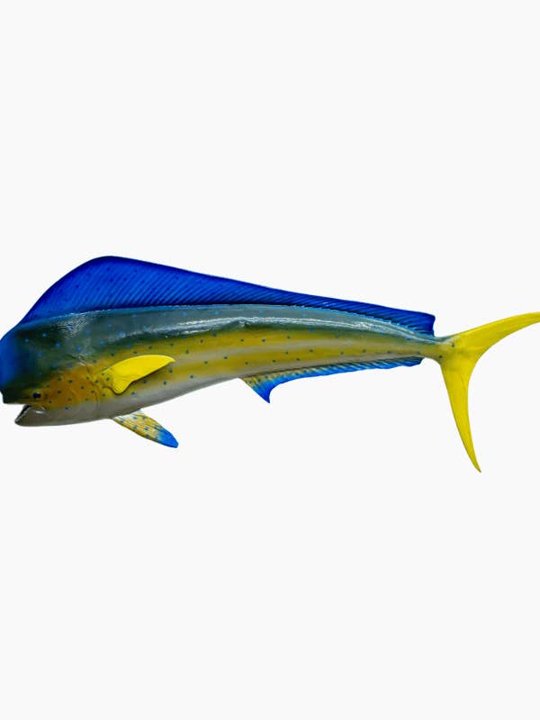 Muro di Mahi Mahi per la vendita all'ingrosso da parte di Bluewave Fish Mounts