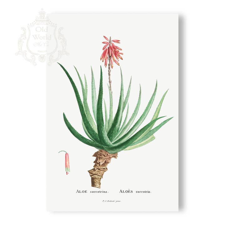 Aloe Soccotrina Succulent Print for wholesale by Old World Art Co.
