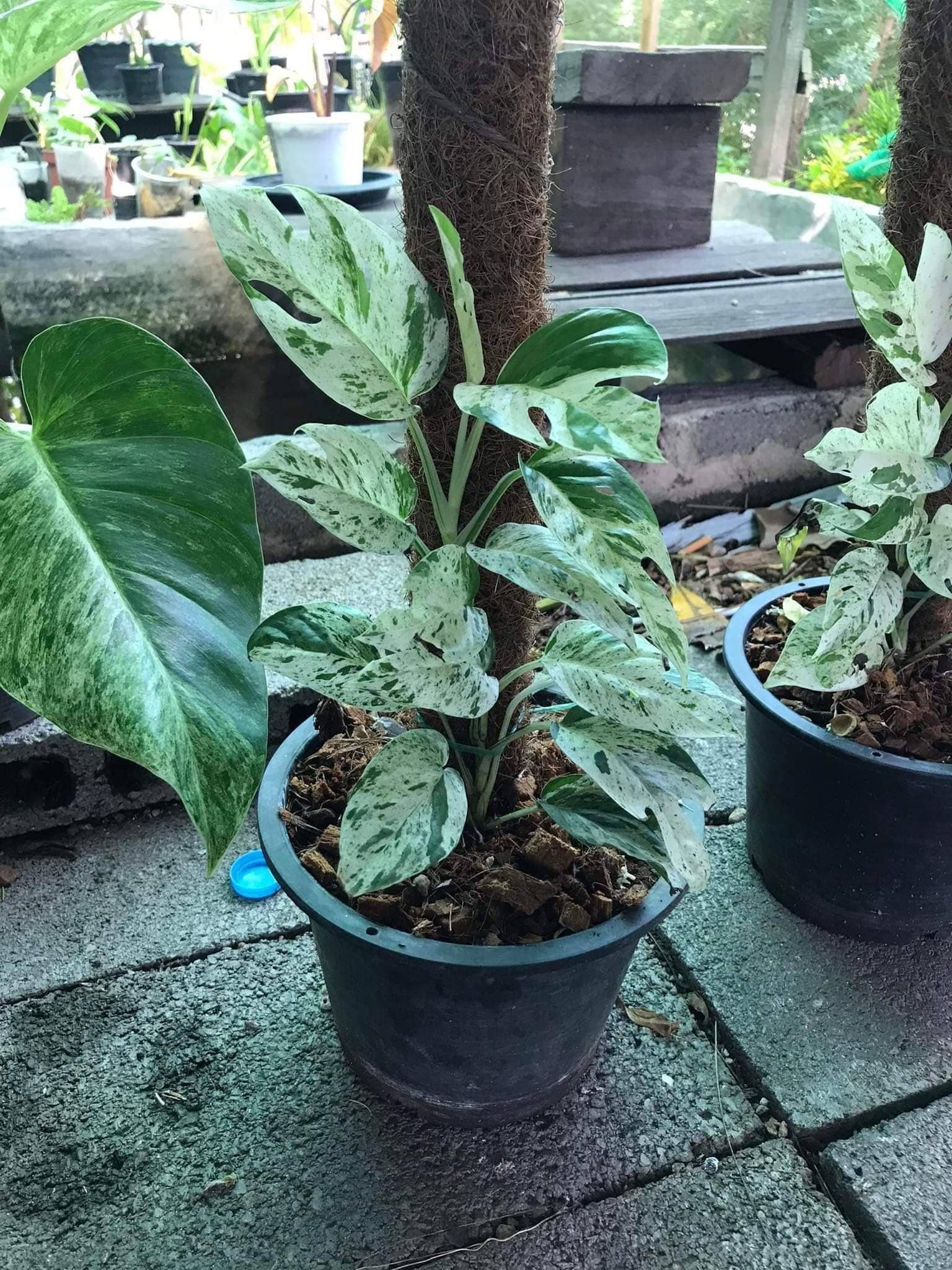 Mosley's Tropical Plants - Vendita all'ingrosso Piante vive - Epipremnum Marble, pianta variegata con radici a 4-5 foglie3