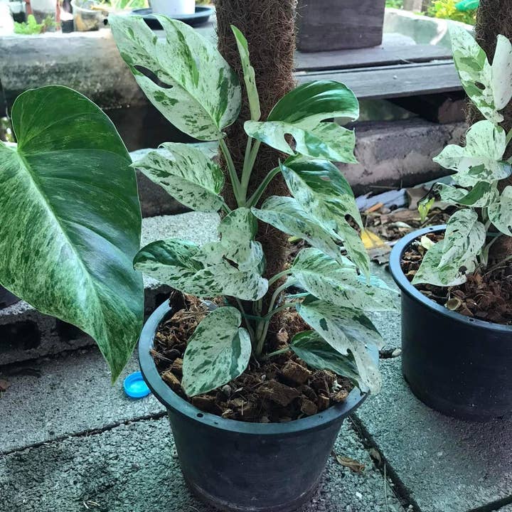 Mosley's Tropical Plants - Wholesale Live plant - Epipremnum Marble Variegated 4-5 Leaf Rooted Plant3