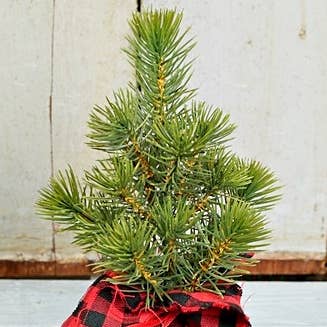 Impressive Enterprises, Inc. - Wholesale Artificial Christmas Tree - ISB79375- 10in Mini Pine Tree in Bufflo Gingham Wrap-1