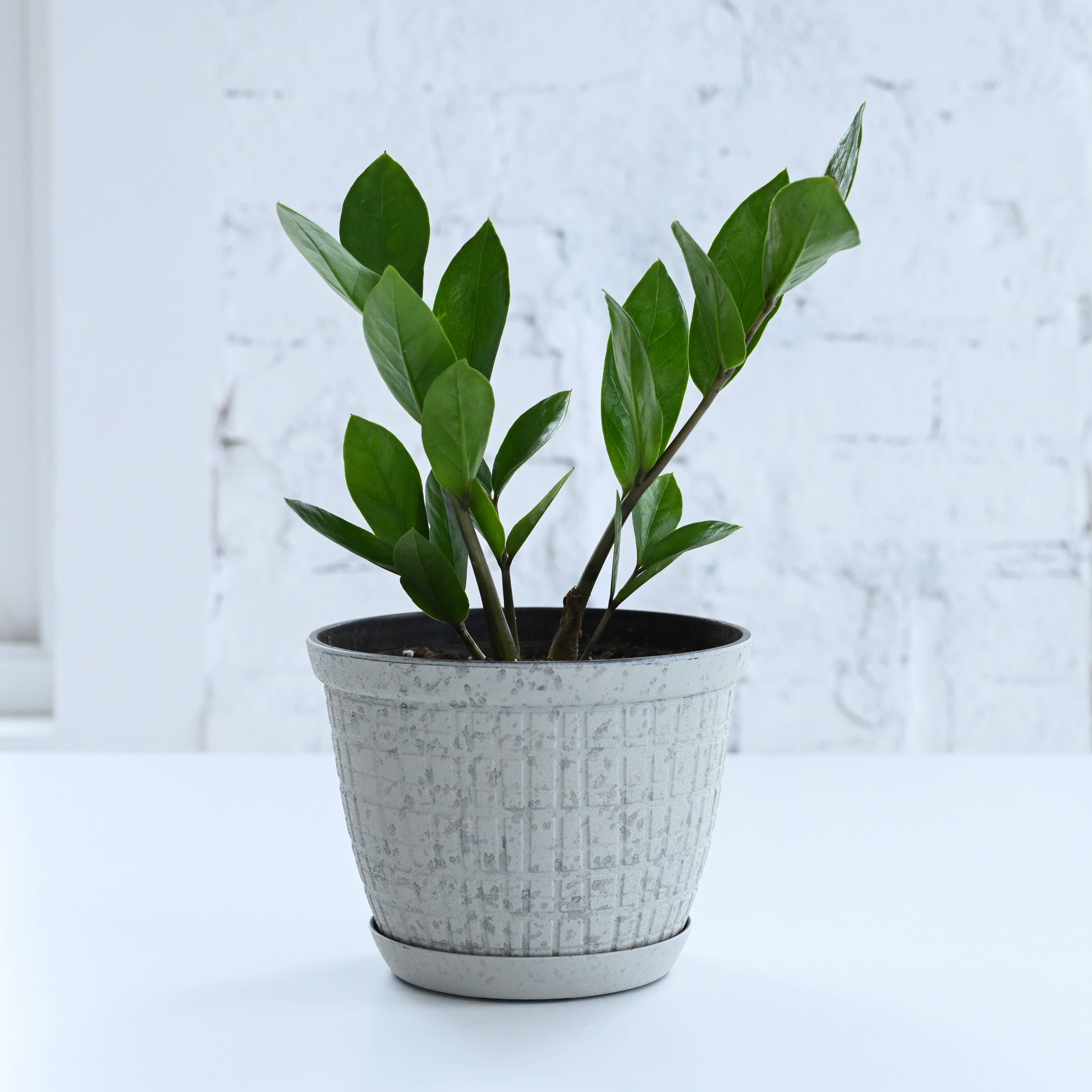 Thorsen's Greenhouse - Vente Pot - Jardinière rustique pour plantes d'intérieur, tailles multiples14