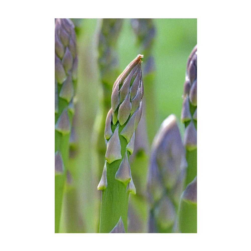 Chive Canada - Wholesale Plant Seeds - 2026 Asparagus Mary Washington Vegetable Seeds Packet2