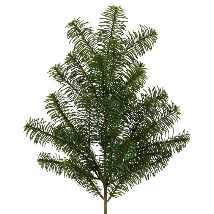 Nobilis fir tree 67 cm green for wholesale by Floratexx