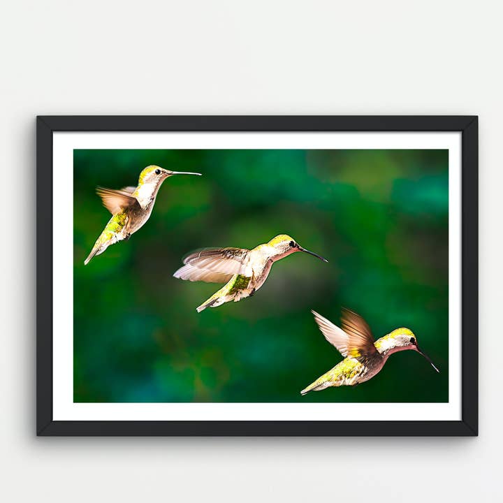 Fine Art Giclee of Hummingbird in Motion Photograph for wholesale by Natalie’s Art