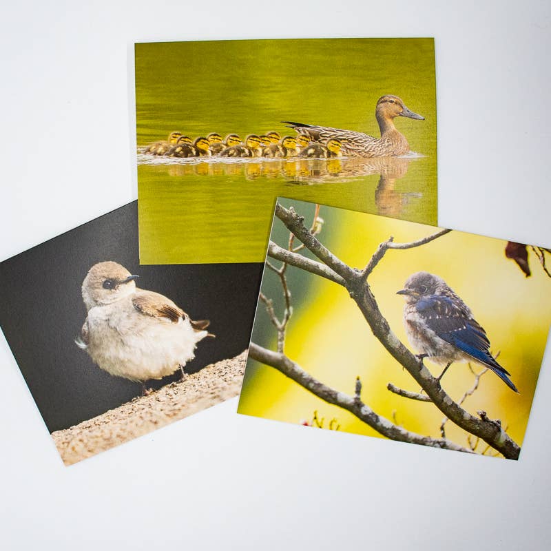 Wren - Wholesale Everyday Greeting Card - Bluebird Fledgling (Blank inside) Greeting Card8