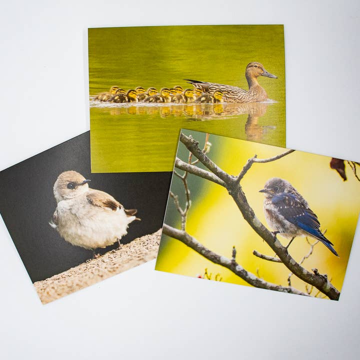 Wren - Wholesale Everyday Greeting Card - Bluebird Fledgling (Blank inside) Greeting Card8