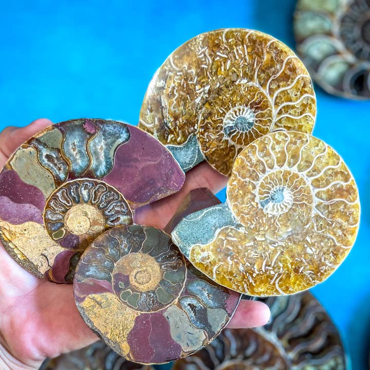 Mandala Gems - Wholesale Decorative Tabletop Object - Ammonite Fossil Pairs, Ethically Sourced Ocean Decor, Beachy