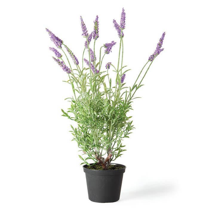 French Lavender Drop-In 18" for wholesale by Napa Home & Garden