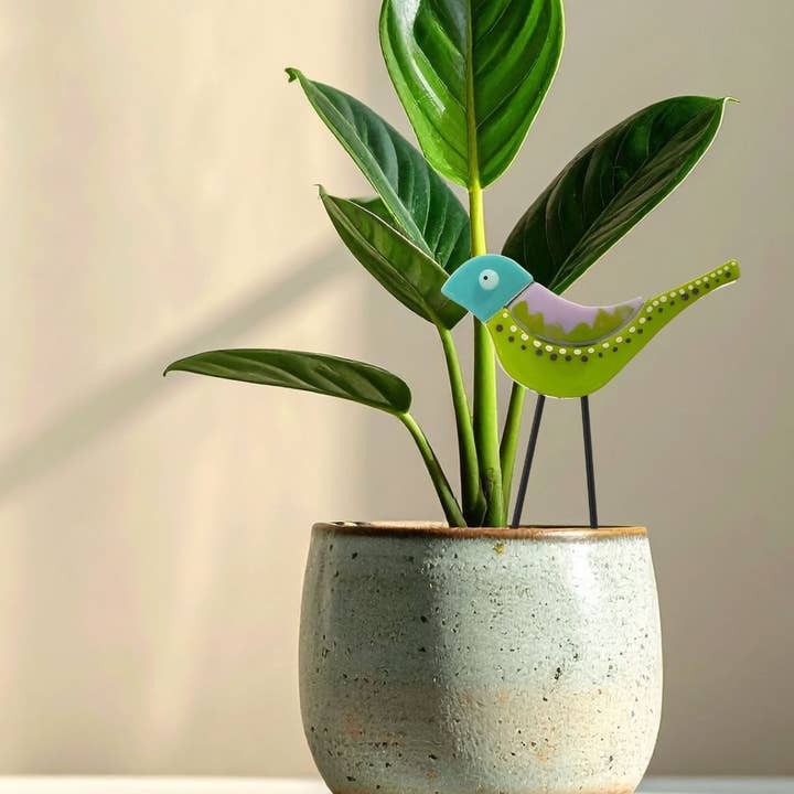 Budgerigars de Mini Plantas de Interior para venta al por mayor de Beach Memories® Glassworks