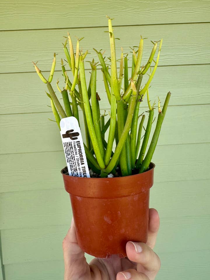 4" Cactus - Firesticks/ Sticks on Fire for wholesale by Northern Pacific Printing Company