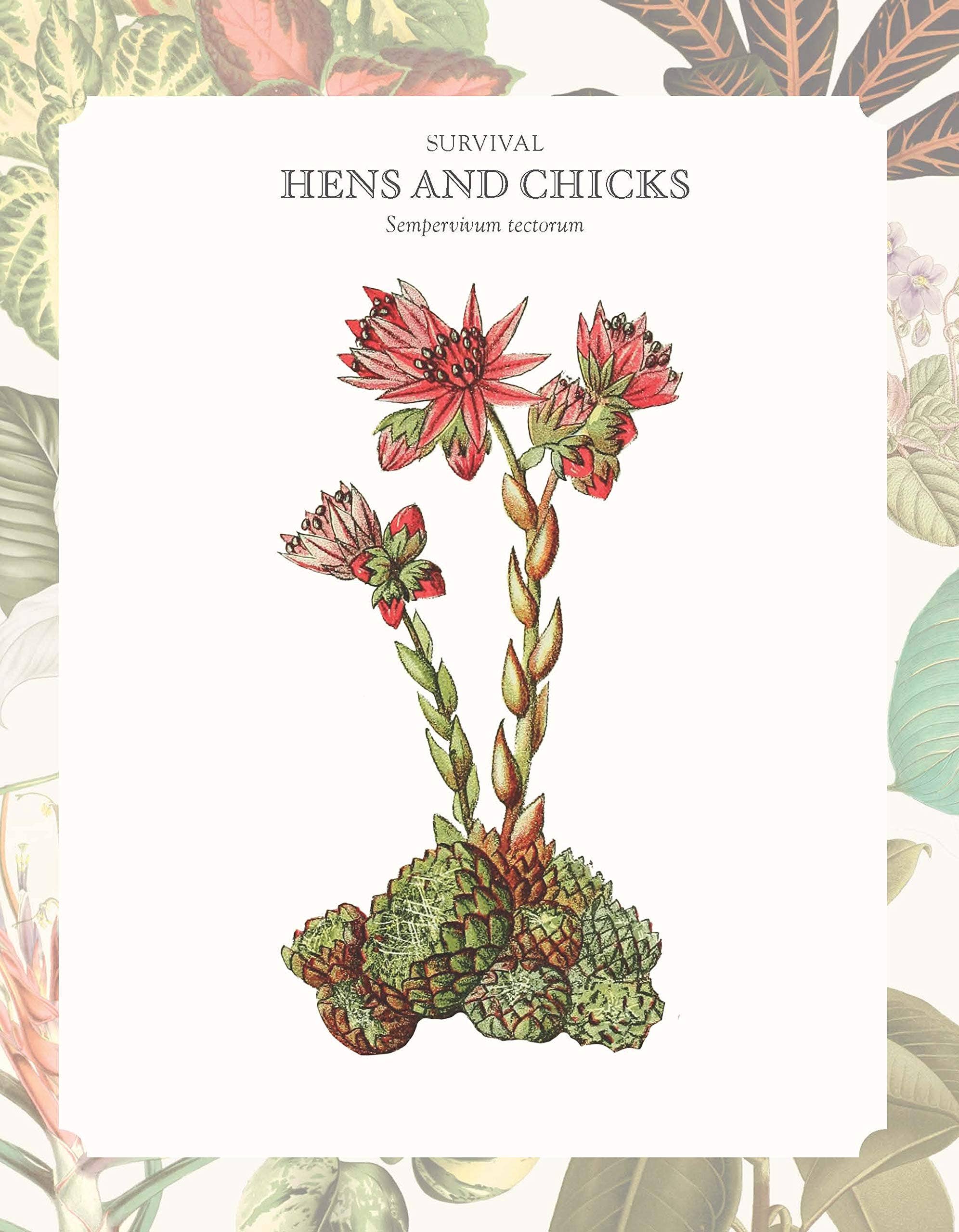 ROCKPOOL PUBLISHING - Vente Maison et jardin - Le langage des plantes d'intérieur2