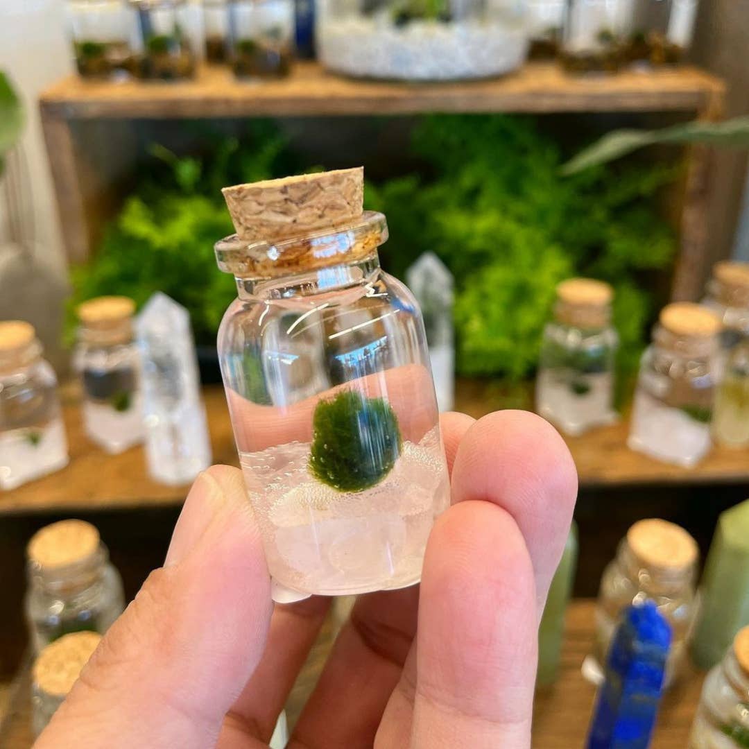 Moss Amigos | Moss Ball Terrariums - Wholesale Live Plant - Tiny Marimo Moss Ball Terrarium with Rose Quartz Gemstones