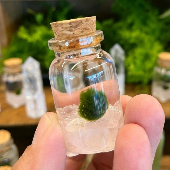 Tiny Marimo Moss Ball Terrarium with Rose Quartz Gemstones for wholesale by Moss Amigos | Moss Ball Terrariums