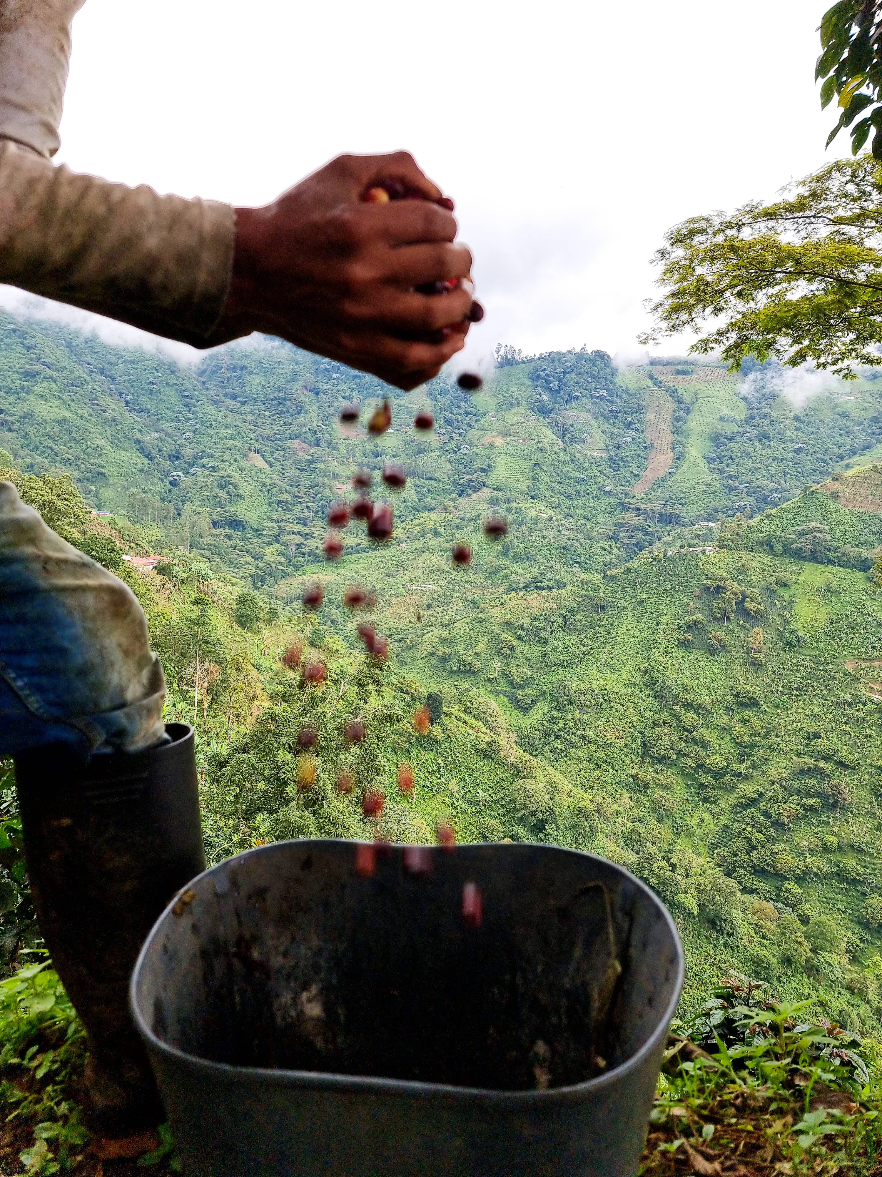 Café Las Margaritas - Wholesale Coffee Beans - Coffee Colombia origin Finca Arabico roast natur ground x250gr13