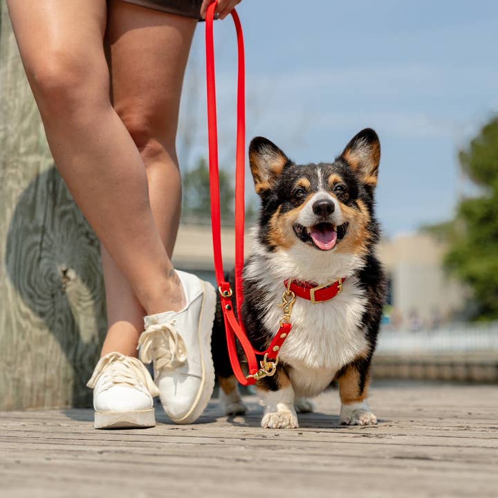 Collier Biothane Imperméable 1'' pour la vente par Contigo Dogs