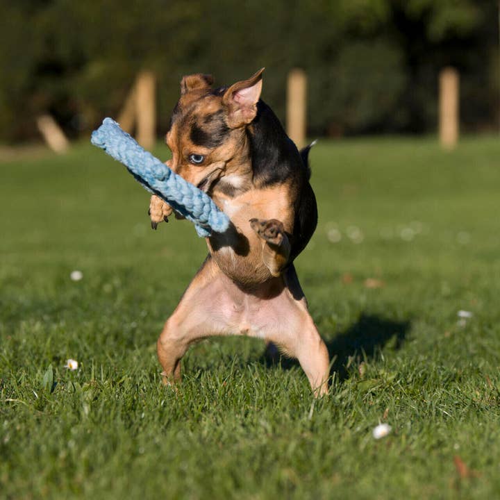 LABONI - Volentis GmbH - Wholesale Pet Rope Toy - Dog - SKIPPER – A Fresh Breeze of Fun7