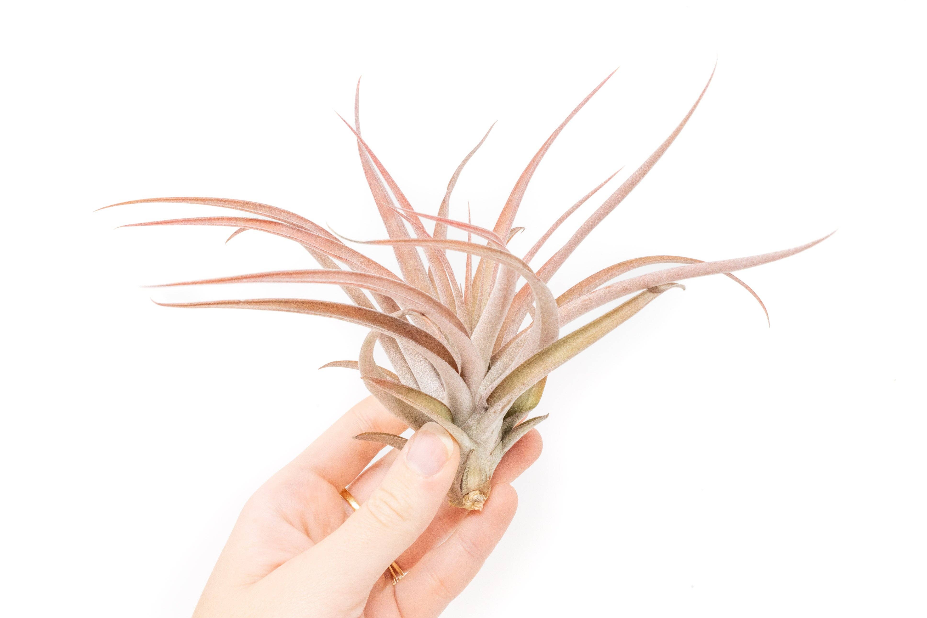 Air Plant Shop - Wholesale Live Plant - Large Tillandsia Capitata Peach Air Plants1