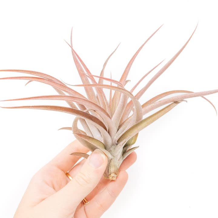 Air Plant Shop - Wholesale Live Plant - Large Tillandsia Capitata Peach Air Plants1