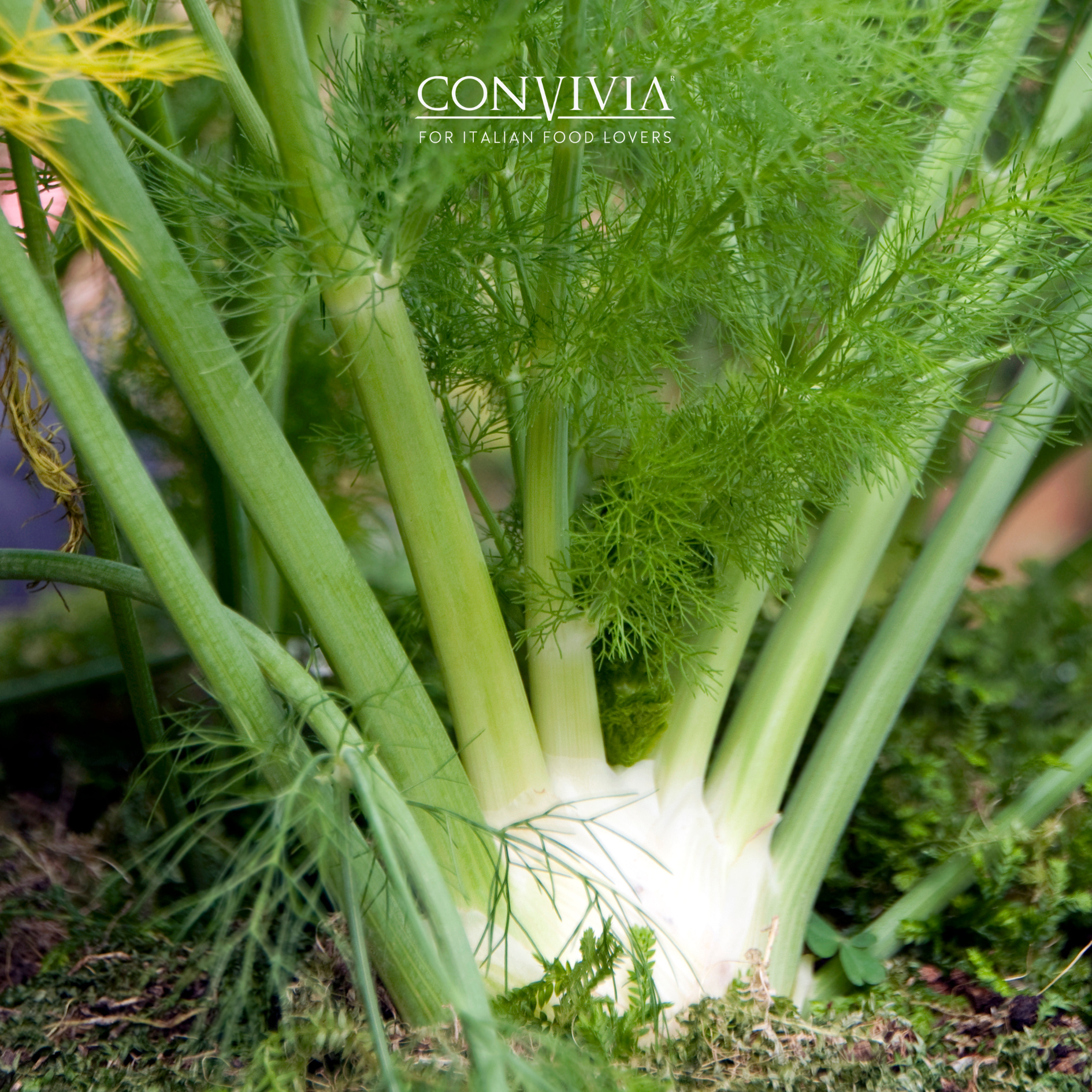 CONVIVIA for italian food lovers - Vente Pestos - Pesto de fenouil sauvage biologique 190g5