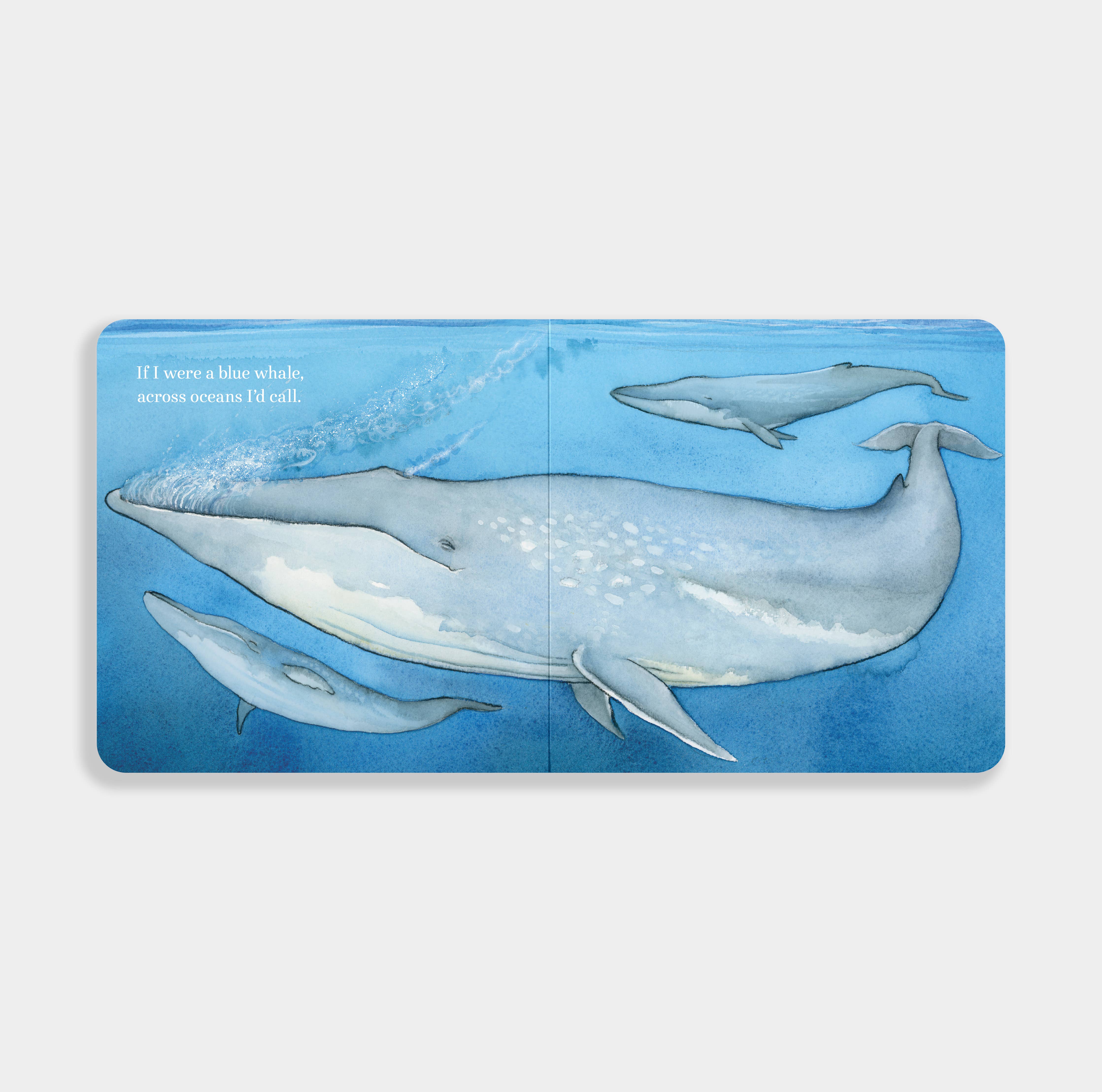 Blue Star Press - Wholesale Baby & Toddler Book (0-2) - If I Were a Whale: A Board Book for Toddlers Ages 1-32