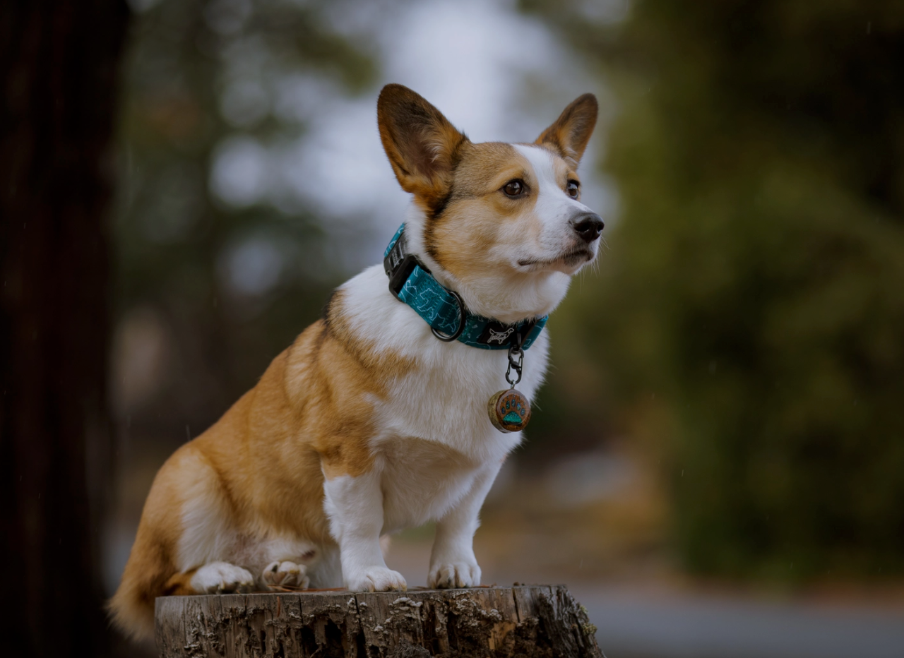 Wildside Dog Gear - Wholesale Pet Collar - Dog - The Summit Dog Collar – Adventure Comfort Fit4