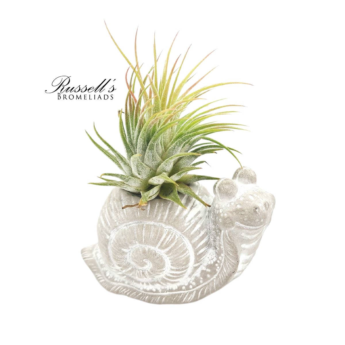 Russell's Bromeliads - Wholesale Decorative Figurine - Petite Menagerie - Half Pack5