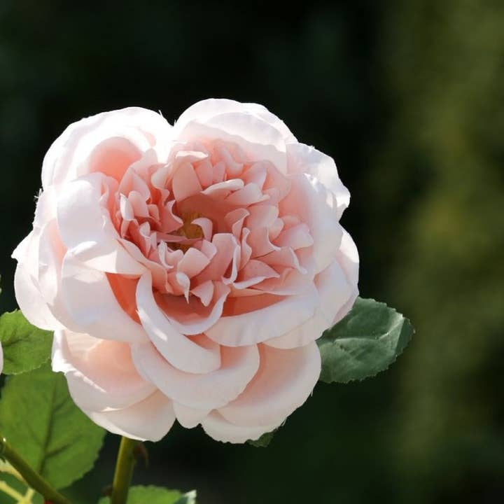 Artificial Blush Pink Large Single Old English Rose and other Purchase wholesale artificial rainbow roses. Free returns & net 60 terms on Faire trending on Faire.