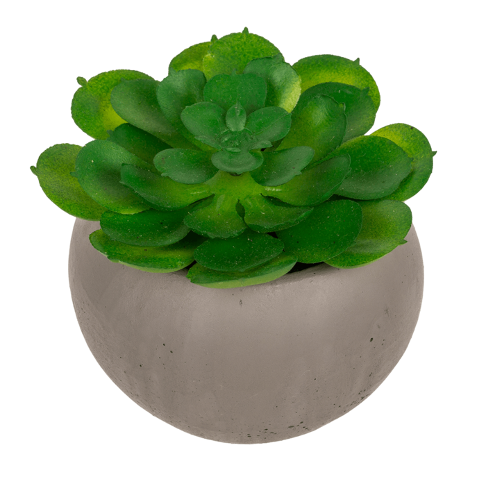 Out of the blue KG - Wholesale Succulent - Deco succulent in cement pot,3