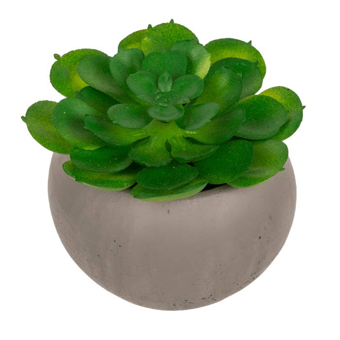 Out of the blue KG - Wholesale Succulent - Deco succulent in cement pot,3