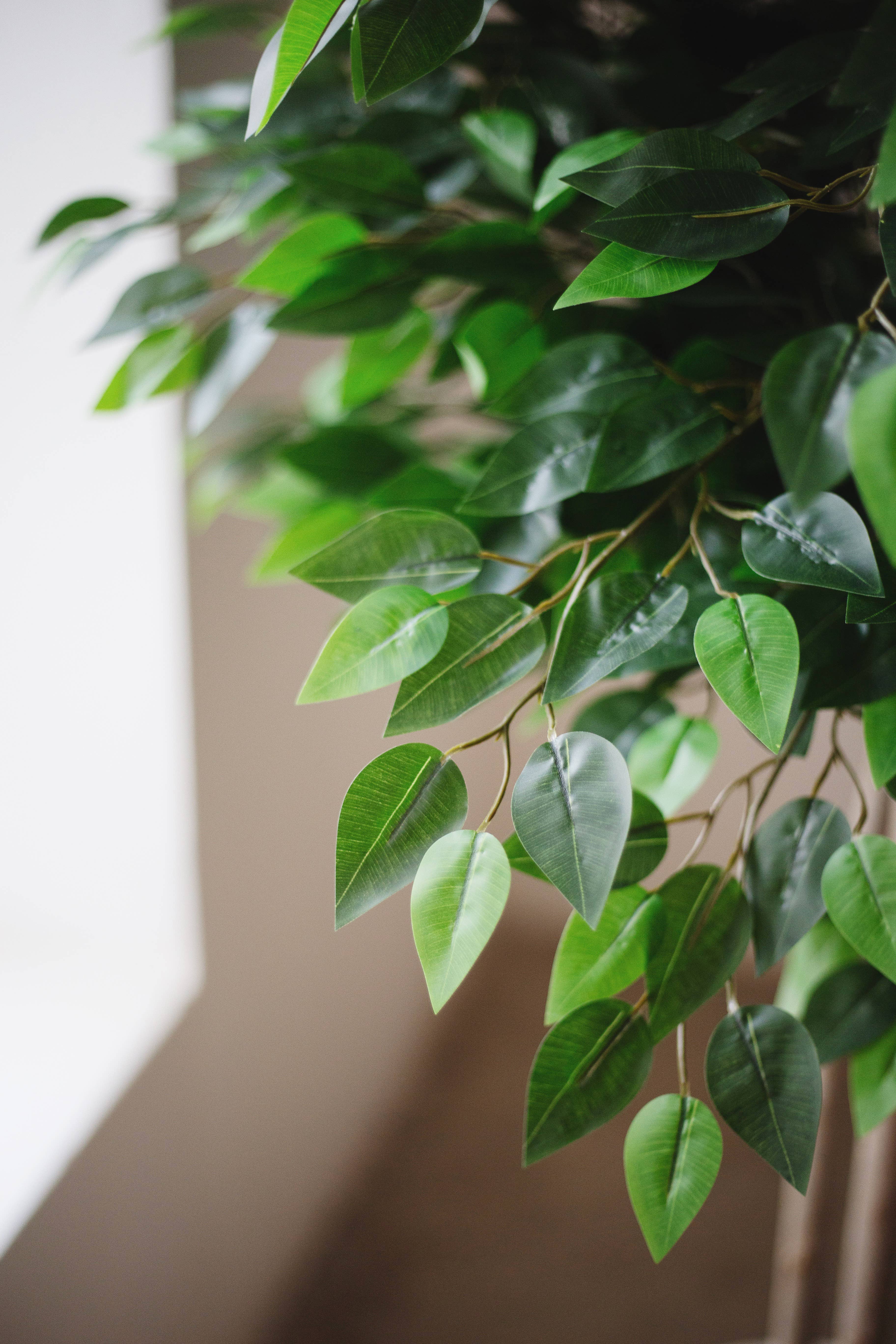 Maia Shop: No Duties for the US - Wholesale Artificial Plant - 6.5' Artificial Ficus Tree 3