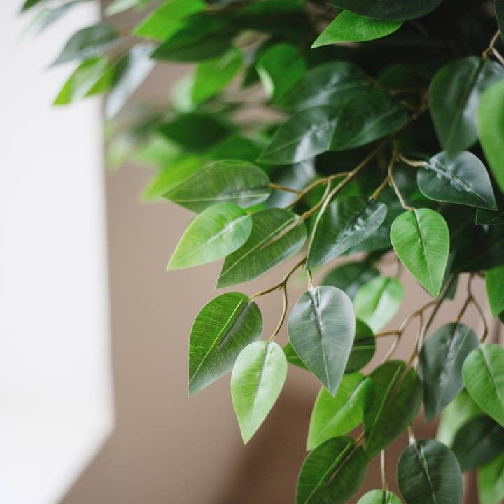 Maia Shop: No Duties for the US - Wholesale Artificial Plant - 6.5' Artificial Ficus Tree 3