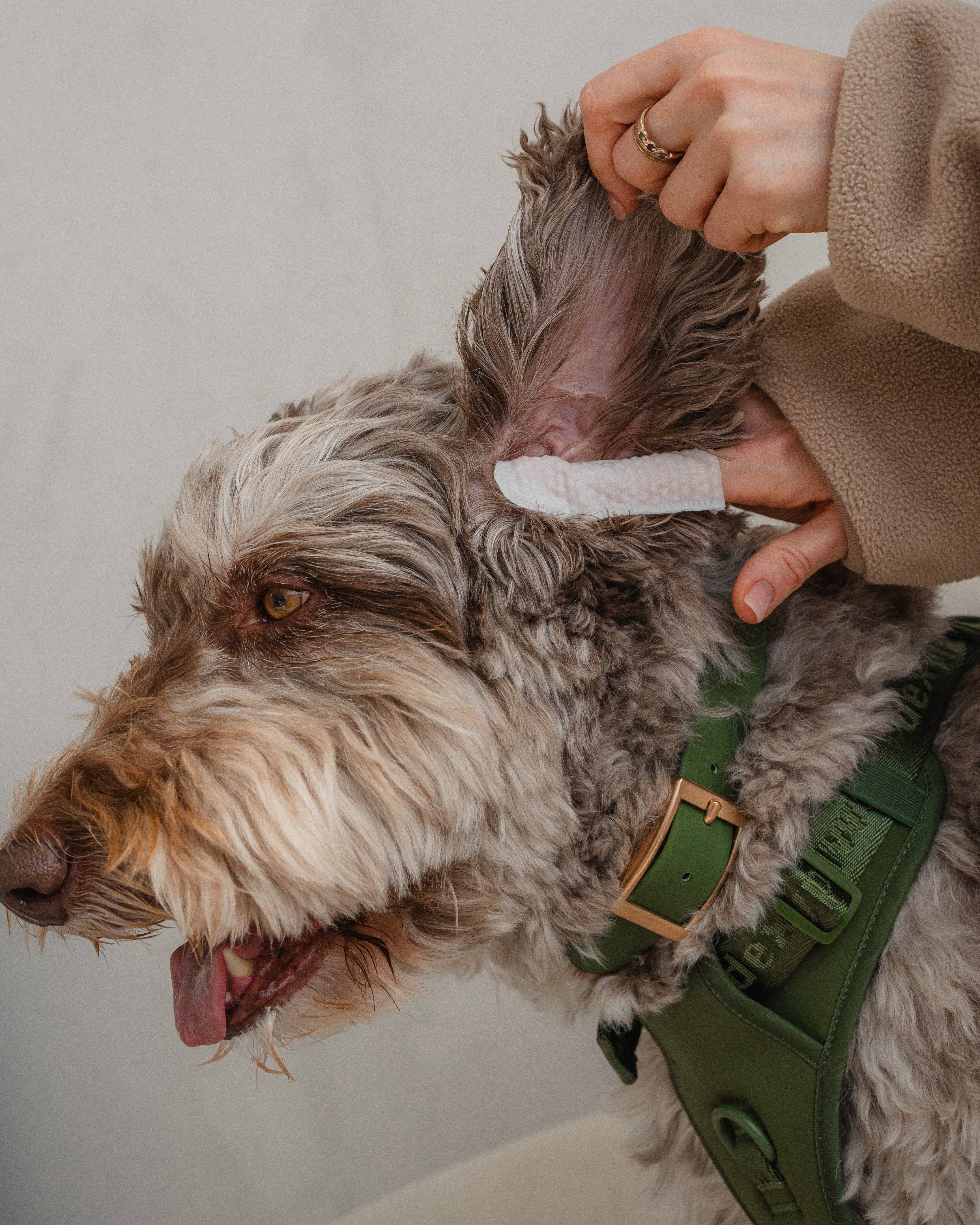 dexypaws - Wholesale Pet Grooming Aid - Dog - 100-Pack Eyes, Ears & Nose Cleaning Finger Wipes for Dogs1