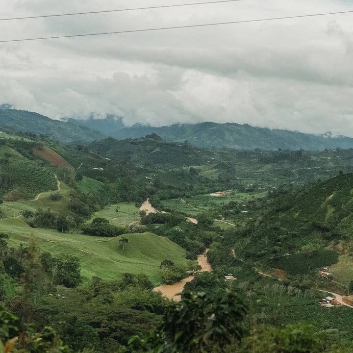 Luis Anibal Calderon Castillo Natural Process Green Coffee for wholesale by COLOMBINO