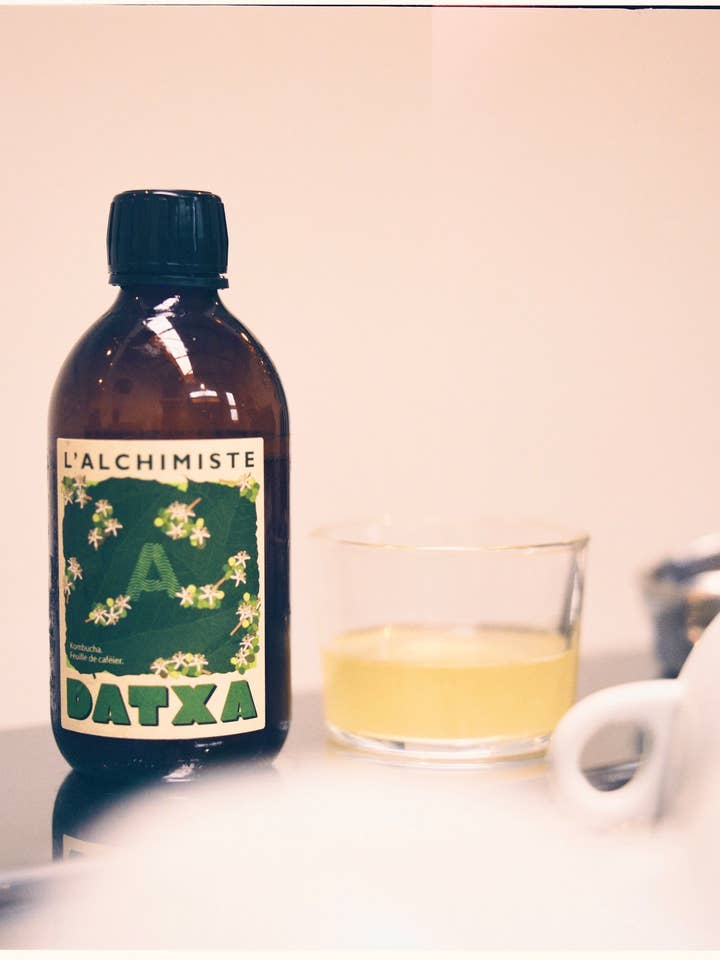 Kombucha Alchimiste feuille de caféier bio pour la vente par Datxa Kombucha