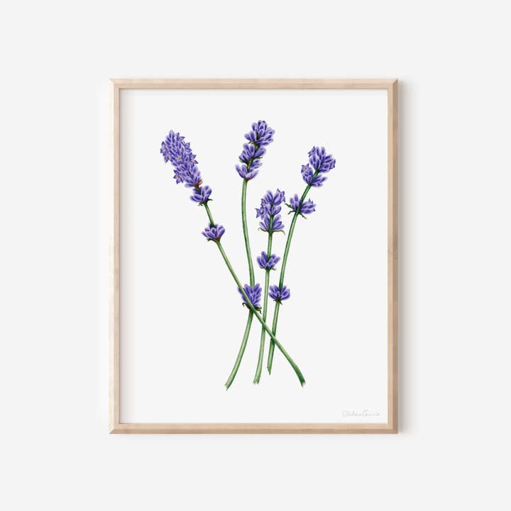 Floral Art Print, Flower Wall Art - Lavender Art Print for wholesale by Studio Chelsea