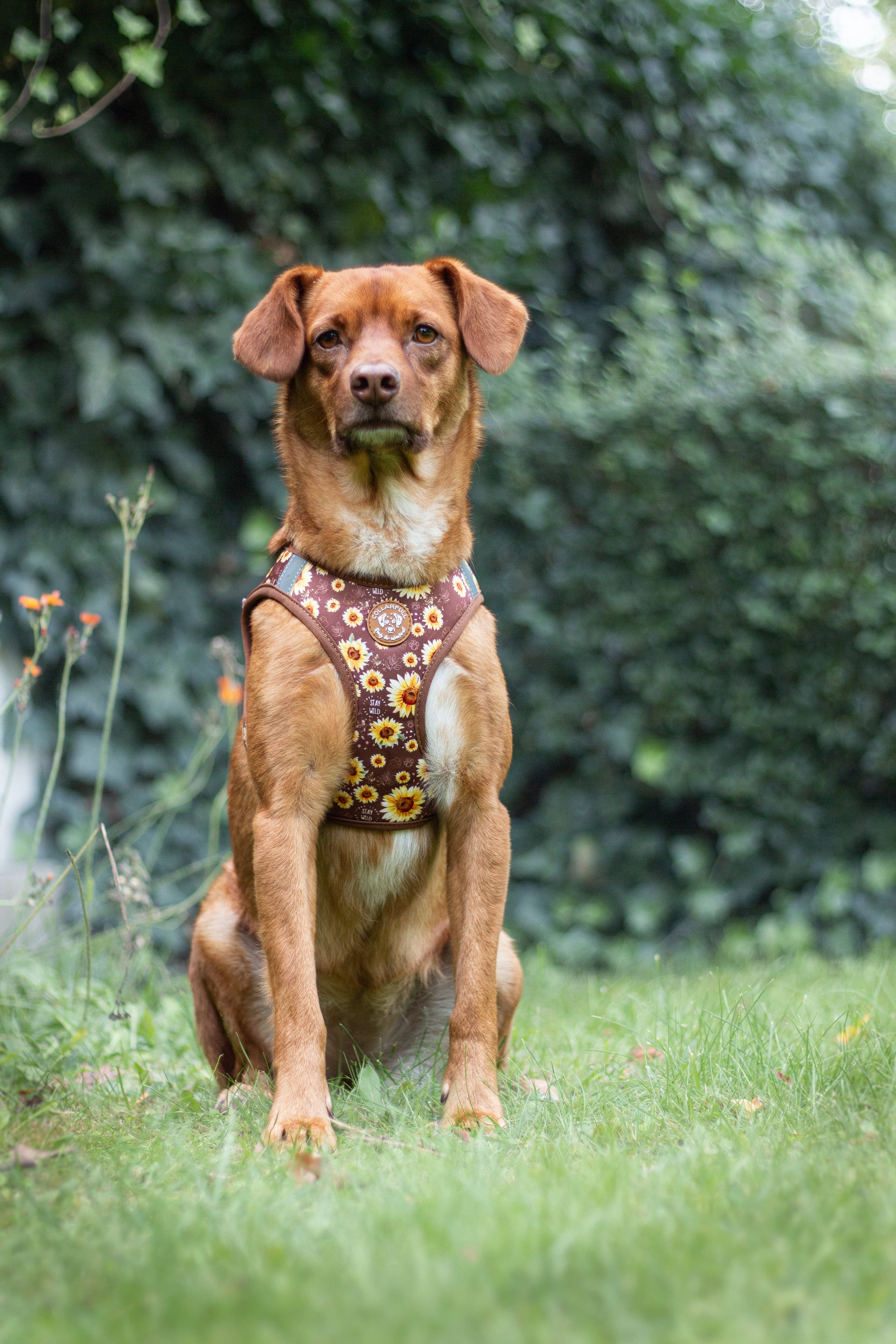 Collarfull - Wholesale Pet Harness - Dog - Tiny Trails step-in dog harness - Sunflowers on my mind1