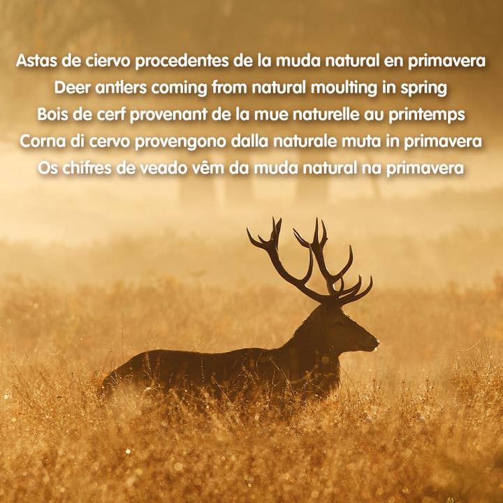 ARQUIVET, S.L.U. - Wholesale Pet Treats - Dog - Deer Antler M (40-75Gr)3