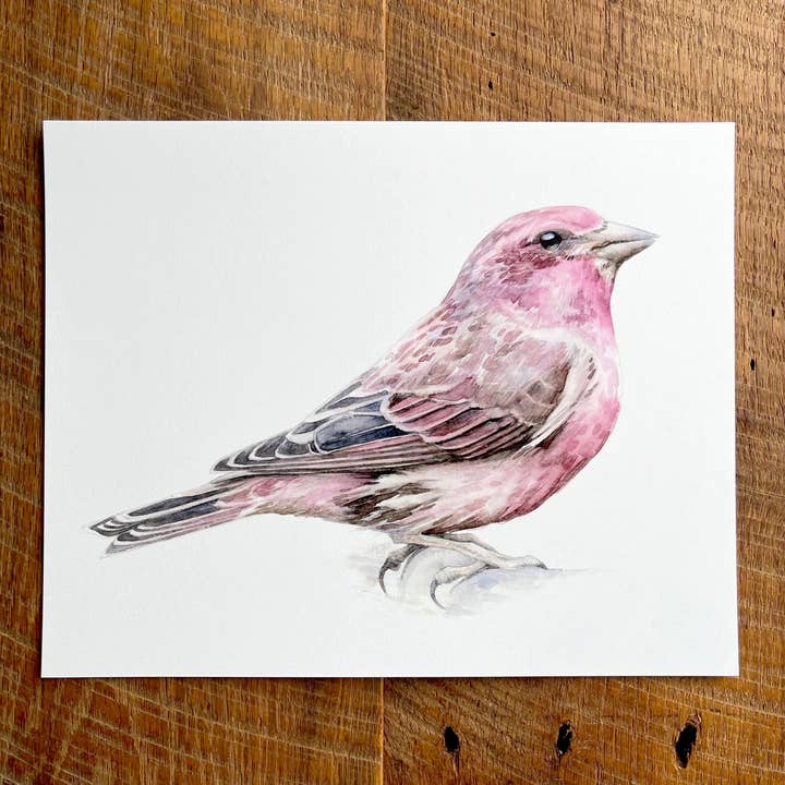 Purple Finch - Watercolor Art Print, 8x10 inches for wholesale by Amy Shawley Paquette