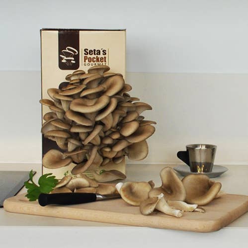 UD - FUNGHI GOURMET TASCABILI e ulteriori Risultati per funghi freschi all'ingrosso. Resi gratuiti e termini di pagamento a 60 giorni su Faire in tendenza su Faire.