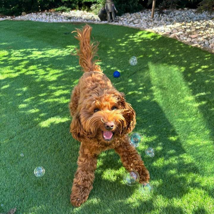 Apex Pet Products (Meaty Bubbles) - Wholesale Pet Toy - Dog - Birthday Cake Bubbles
