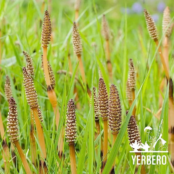 YERBERO - Wholesale Loose Tea - Yerbero - Premium Loose Horsetail Tea 2oz (58gr) | Cola De Caballo Te Herbal | Makes 30+ Cups | Shave Grass - Snake Grass |5